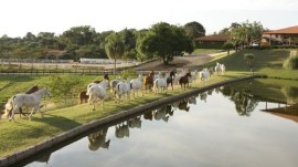 cavalos_Rocas_do_vouga