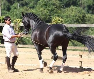 Ndzinji Pontes_piaffer_chao